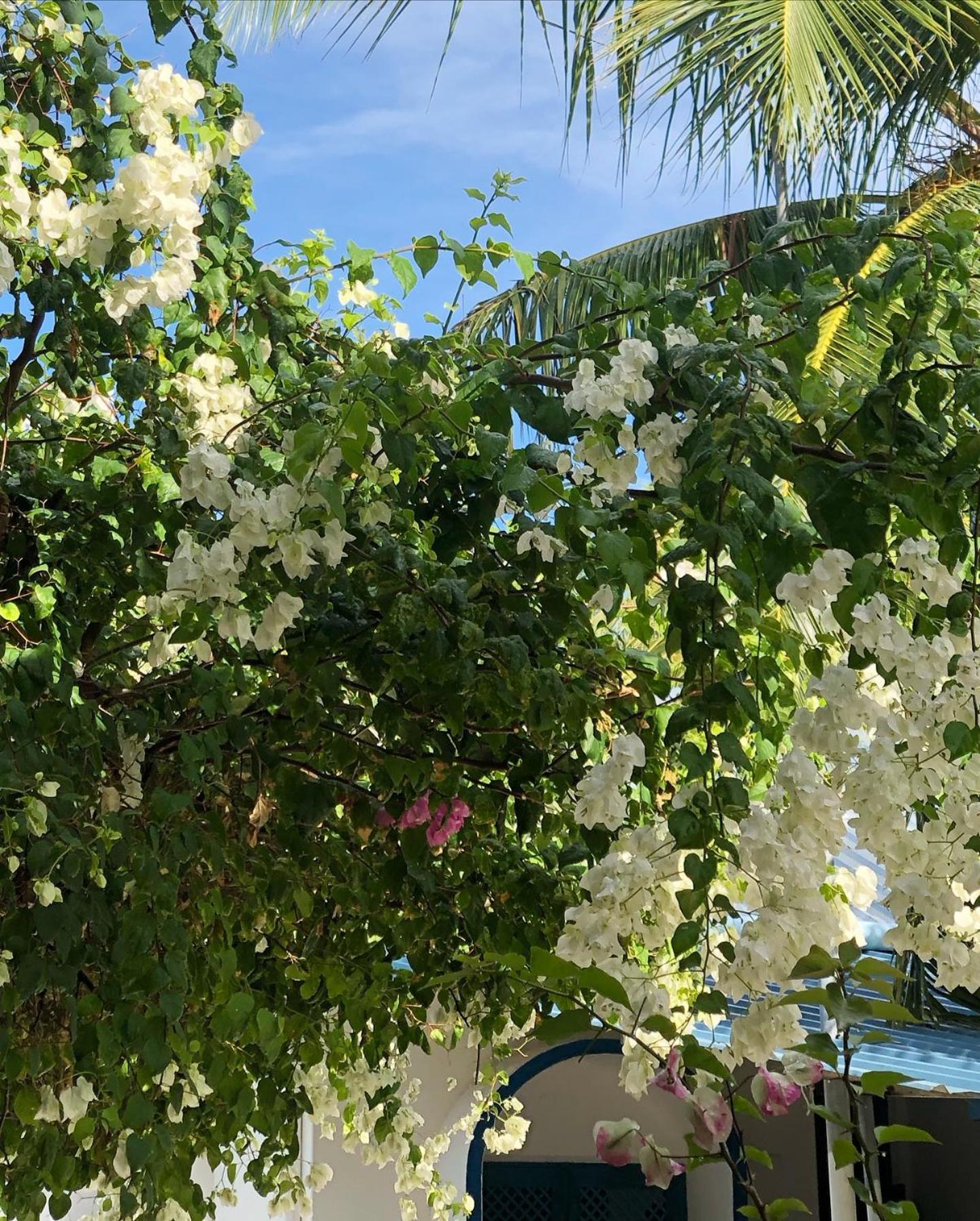 Kudhi Boli Beach House Thulusdhoo Eksteriør bilde